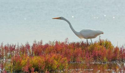 112 Great Egret in Fall Glasswort