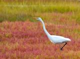 113 Great Egret in Fall Glasswort