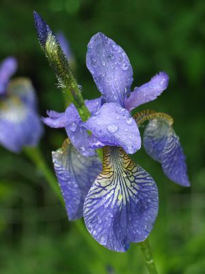Siberian Iris #1