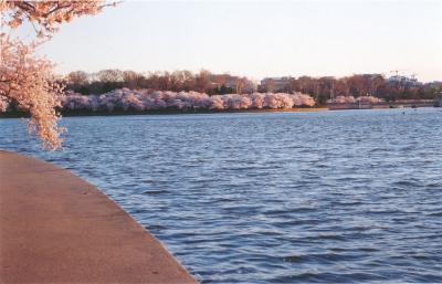 cherry blossoms.jpg