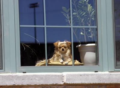 June 22, 2004 - Doggy in the Window