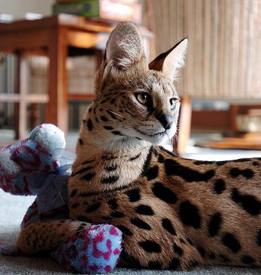 kiera_african_serval