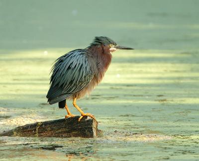 Gr-Heron-Perched.jpg