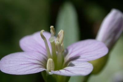 Unknown Flower