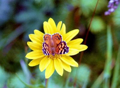 Flower And Butterfly