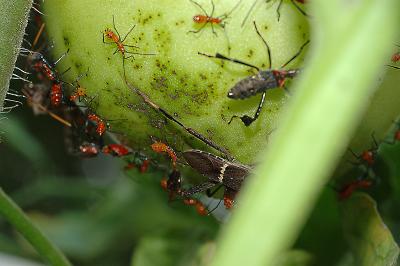 Adults-and-nymphs.jpg