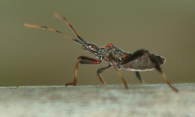 Leaf-Footed-Side-View.jpg