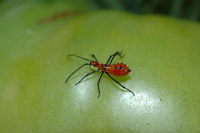 Nymph.jpg