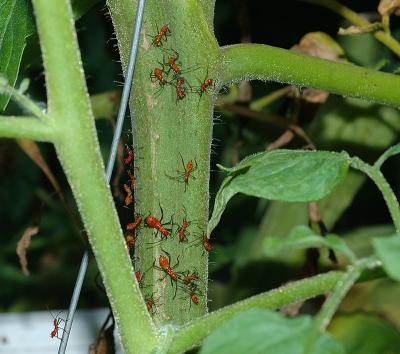 nymph-group.jpg