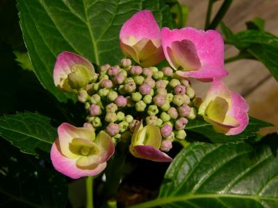 Hydrangea Flower (Jun 11)