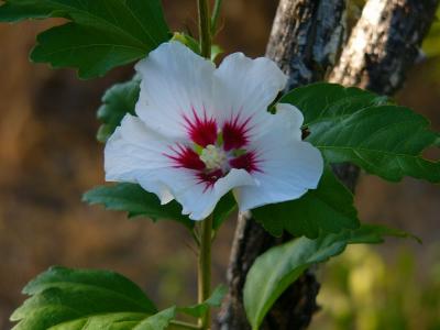 Mystery Flower (Jun 18)