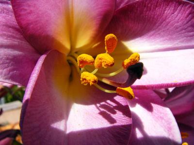 Moms Lily (Jun 25th)