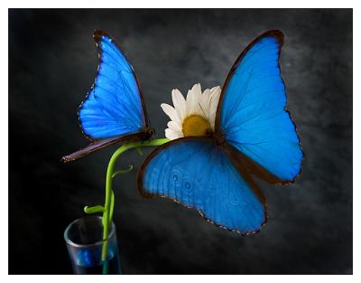 u47/stevew/medium/30358942.bluebutters.jpg