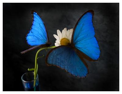 u47/stevew/medium/30359008.bluebutters.jpg
