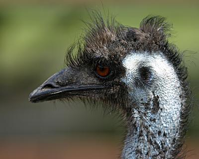 u47/stew37/medium/30158509.emu.jpg