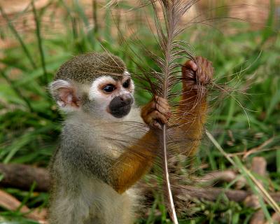 u47/stew37/medium/30158510.monkeyfeather.jpg