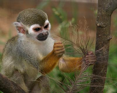 u47/stew37/medium/30158511.monkeyfeather2.jpg