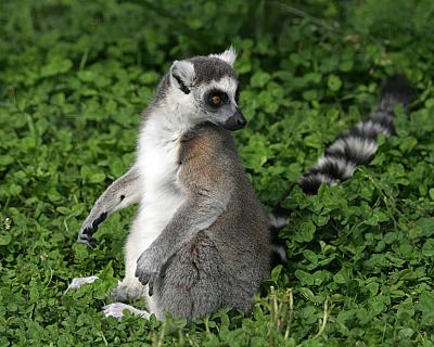 u47/stew37/medium/30158515.rtlemur.jpg