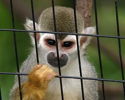 Animals, Wildlife, and Nature