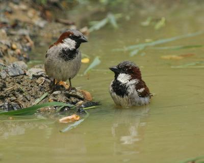 Sparrows' Bath Time