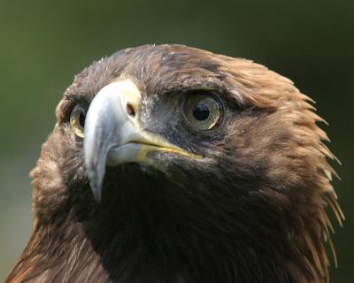 Wings of America at the National Zoo