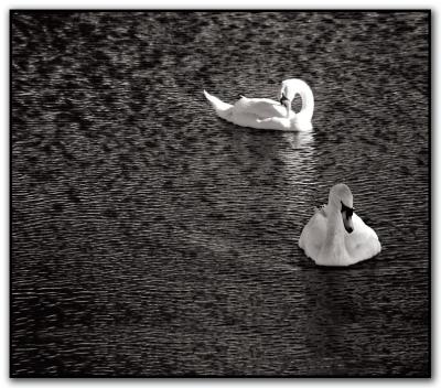 swan lake *by Michael Puff