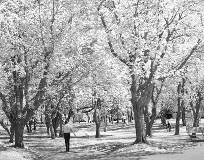 A Day In The Park by Darren Langdon