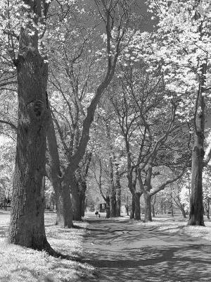 Down The Pathwayby Darren Langdon