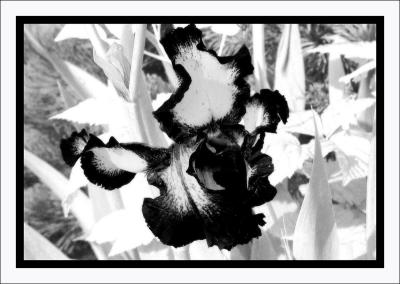 The Same, But Different by Deb