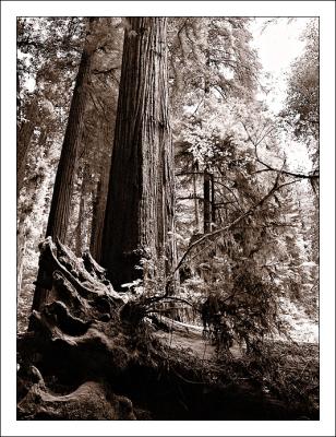 Resting Redwoods II  by mlynn