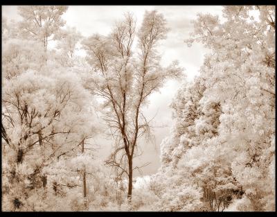 Trees in the Mist*