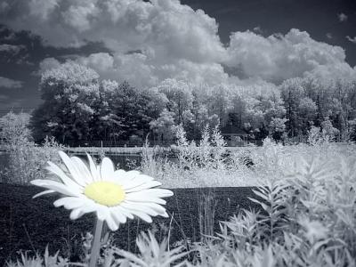 Daisy Lake by Lou Gonzalez