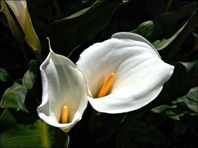 Calla lilies *<br> by mlynn