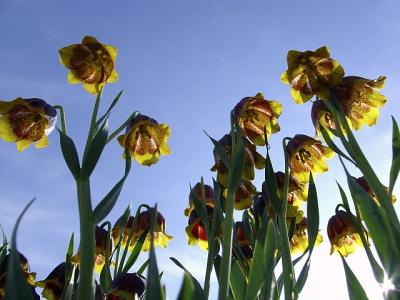 little yellow umbrellas by kt