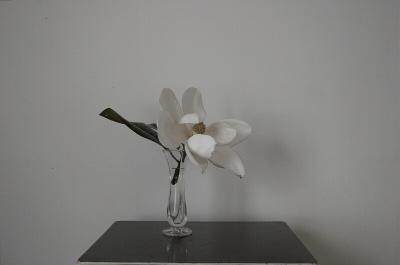 Magnolia   by wmcdowell