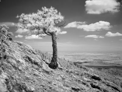 Lone Pineby Mike Klemmer