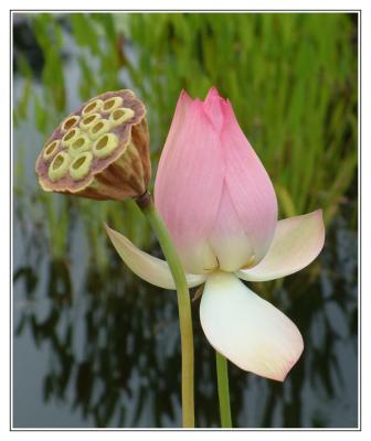 Water Lily