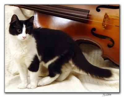 Hey diddle diddle, the cat and the fiddleby Catspaws