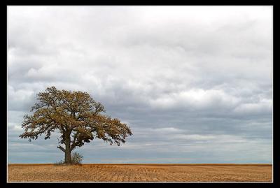 9th (tie)Lonely Tree