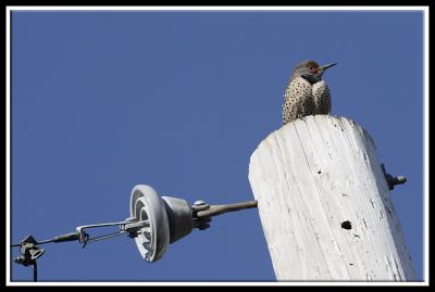 Bird on a Pole