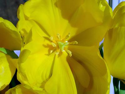 Tulip *by EWKPhoto