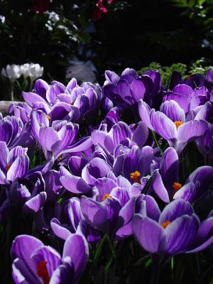 5thA Purple Spring
