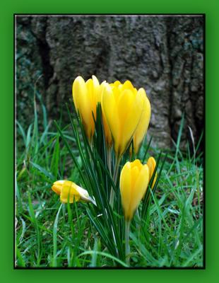  Crocuses by Tree* by  Adrian_K