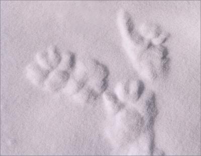 Snow Signs: The rare flower-footed creature went that-a-way... *  by mlynn