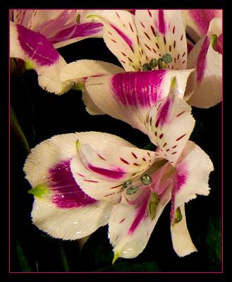 more grocery store flowers