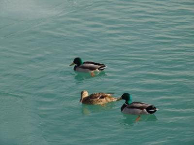 Quack Quackby Norbert
