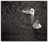 <font size=2>swan lake *<br>by Michael Puff</font>