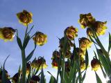 <b>little yellow umbrellas</b><br><font size=1> by kt</font>