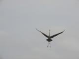 <b>awkward landing</b><br><font size=1>by kt</font>