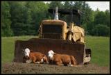 <b>1st place (tie)</b><br>A  Bull  Dozer by Troy Gorodess